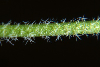Draba stem with dendritic hairs