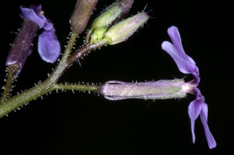 Musk mustard - glandular hairs and thin, simple unbranched eglandular hairs