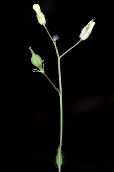 Draba (?) ovary on a short stipe