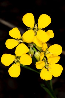 Erysimum capitatum