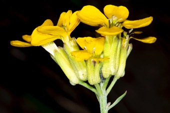 Erysimum capitatum
