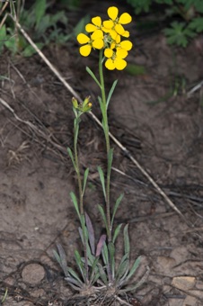 Erysimum capitatum
