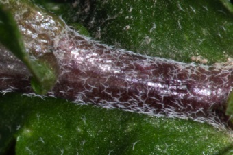 Capsella (shephard's purse) - close up of stem and basal leaf, showing 2 and 3 branched hairs