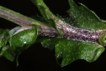 Capsella (shephard's purse) - base of plant with slighly ariculate leaf bases