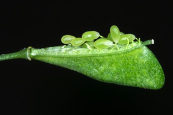 Capsella (shephard's purse) - one valve of this silicle was removed, showing ovules attached to replum