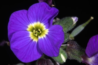 Rockcress