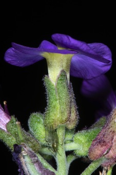 Rockcress