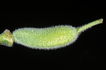 Rockcress - maturing fruit with branched hairs
