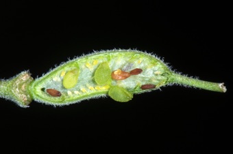 Rockcress - maturing fruit with one valve removed revealing maturing ovules attached to replum, with many abortive ovules
