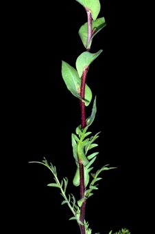Lepidium perfoliatum - base of plant