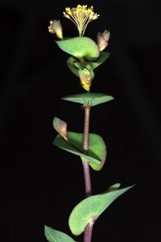 Lepidium perfoliatum - apex of plant