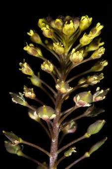 Lepidium perfoliatum - inflorescence with tiny flowers