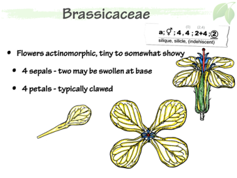 Brass04.png