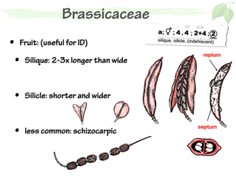 Brass06.png