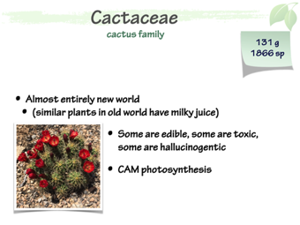 Cact01.png