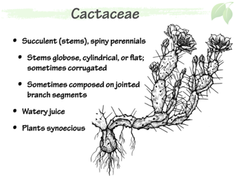 Cact02.png