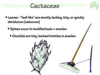 Cact03.png