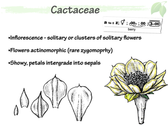 Cact04.png