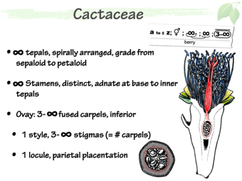 Cact05.png