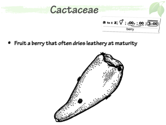 Cact06.png