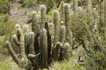 DSCN1593_mod21.jpg