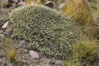 IMG_1087_cactaceae_mod21.jpg