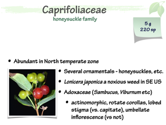 Capr01.png