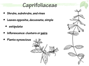 Capr02.png