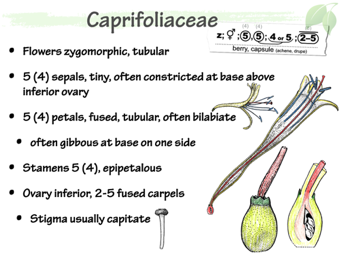 Capr03.png