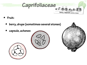 Capr04.png