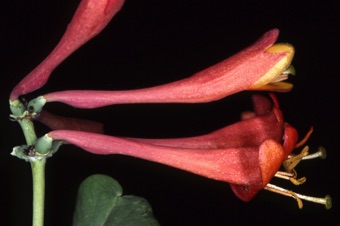 Lonicera sempervirens