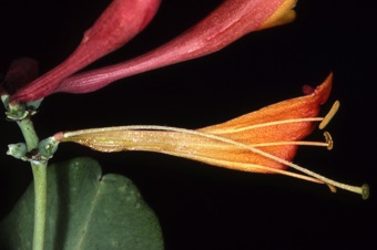 Lonicera sempervirens