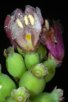 Symphorocarpos, partial section through corolla, constriction above fruit and below minute sepals