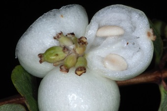 Symphorocarpos maturing fruits (berries), sectioned, and abortive fruits.