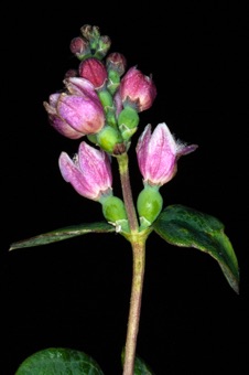 Symphorocarpos (Snowberry)