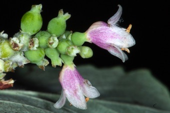 Symphorocarpos (Snowberry) - gibbous pouch visible on these small corollas