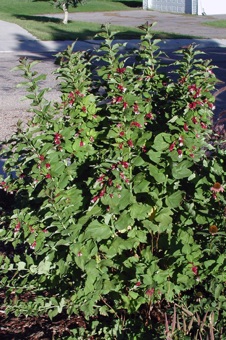 Leycesteria formosa