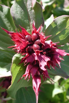 Leycesteria formosa