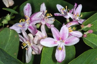 Lonicera tatarica