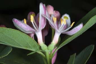 Lonicera tatarica