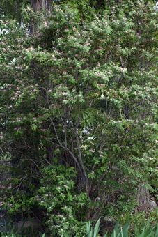 Lonicera tatarica