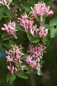 Lonicera tatarica