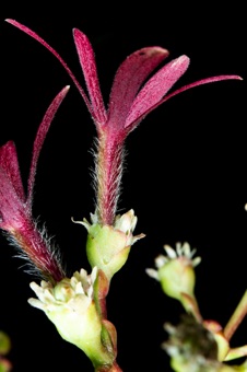 Heptacodium - enlarged red calyx after corolla has fallen off