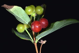 Lonicera tatarica