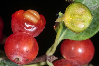 Lonicera tatarica