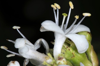 Heptacodium