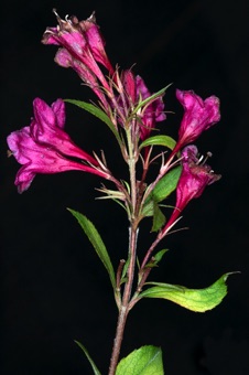 Weigela - opposite leaves apparent