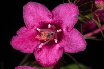 Weigela - this flower is slightly zygomorphic; internally, you can see a yellow stripe along only the bottom petal (in this photo, the petal on the left)