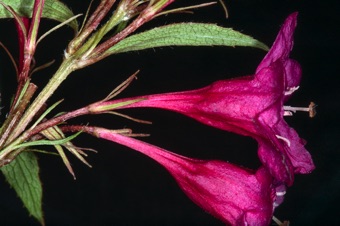 Weigela - the inferior ovary in this genus is long and narrow, its likely to be confused with a pedicel. the gibbous pouch is subtle.