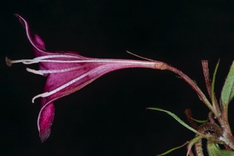 Weigela